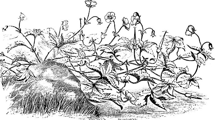 EPS 해외이미지 꽃 선 잎 일러스트 미술 검은색 수확 흰색 치아 그림 판화 제라늄 히말라야 해외202004 해외일러스트 식물 컬러 농업 문화예술 소화기관 파일형식 벡터 산맥 이미지허브