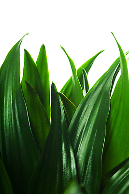 포토 JPG 해외이미지 나무 식물 라이프스타일 계절 공원 꽃 실루엣 백그라운드 컨셉 잎 자연 새로움 건강 사람없음 가로 초록색 여름 우주 환경 침묵 봄 활발 성장 흰색 나뭇가지 신선 선택 숲 허브 고립 해외202004 해외포토 공공시설 컬러 촬영기법 생활 소리 생태계 파일형식 이미지허브