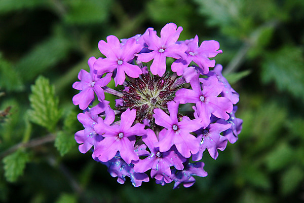 포토 JPG 해외이미지 식물 공원 꽃 분홍색 잎 포장 새로움 장화 사람없음 여행객 정원 보라색 벚꽃 도시 개화 닫기 모피 묘사 향기 뉴질랜드 내추럴 해외202004 해외포토 공공시설 컬러 신발 컨셉 모션 사람 오세아니아 냄새 파일형식 이미지허브