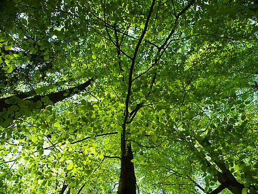 포토 JPG 해외이미지 나무 식물 계절 공원 줄기 백그라운드 잎 자연 풍경 사람없음 야외 초록색 여름 빛 햇빛 태양 환경 정원 화목 침묵 봄 꿈 성장 광선 나뭇가지 신선 숲 허브 에코 유기농 질감 상록수 산소 내추럴 생태학 해외202004 해외포토 자연요소 웰빙 공공시설 교육 컬러 컨셉 소리 원소 생태계 파일형식 이미지허브