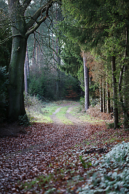 포토 JPG 해외이미지 구름 도로 길 선 여행 밭 교통시설 모션 자연 하늘 휴가 독일 파노라마 풍경 사람없음 야외 목재 여름 자유 시골 중앙 고독 숲 땅 탈출 장면 길가 무한 방법 영원 직진 평야 수평선 소멸 해외202004 해외포토 자연요소 나무 계절 감정 유럽 교통 컨셉 농업 재료 촬영기법 시설 생태계 파일형식 이미지허브
