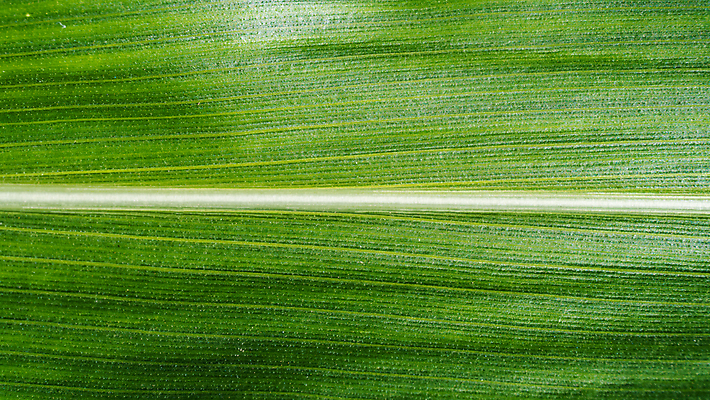 포토 JPG 해외이미지 나무 식물 계절 백그라운드 잎 채소 일러스트 재료 자연 건강 옥수수 사람없음 초록색 여름 빛 노란색 봄 껍질 흰색 신선 오픈 황금 낟알 먹기 묘사 오브젝트 유기농 질감 알맹이 정맥 생태학 숙성 채식주의자 해외202004 해외포토 웰빙 교육 컬러 모션 곡류 생태계 채식 혈관 파일형식 이미지허브