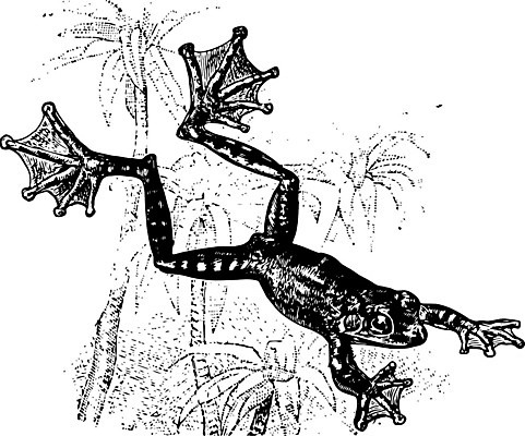 EPS 해외이미지 선 일러스트 개구리 양서류 미술 검은색 수확 흰색 그림 발가락 판화 물갈퀴 해외202004 해외일러스트 동물 컬러 농업 발 문화예술 파일형식 벡터 이미지허브