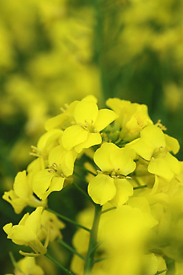 포토 JPG 해외이미지 꽃 백그라운드 밭 농업 자연 씨앗 풍경 사람없음 초록색 농작물 농장 농경지 일본 성장 유채 밭일 카놀라 해외202004 해외포토 식물 산업 아시아 컬러 생태계 파일형식 이미지허브