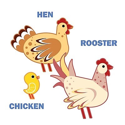 EPS 해외이미지 동물 캐릭터 영어 교육 어린이 일러스트 교실 학교 자연 놀이 조류 수업 동물원 그래픽 단어 스터디 컬러풀 농장 치킨 가축 유치원 게임 흰색 시골 신용카드 가르침 플랫 만화 심볼 그림 심플 페이지 수탉 고립 맞춤법 밭일 암탉 해외202004 해외일러스트 일러캐릭터 문자 컬러 농업 사람 한글 금융 학습 닭 암컷 수컷 생태계 닭고기요리 파일형식 벡터 이미지허브