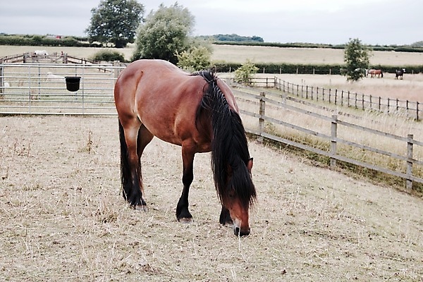 포토 JPG 해외이미지 나무 동물 자연 사람없음 야외 농장 갈색 마을 내추럴 해외202004 해외포토 식물 컬러 농업 생태계 파일형식 이미지허브