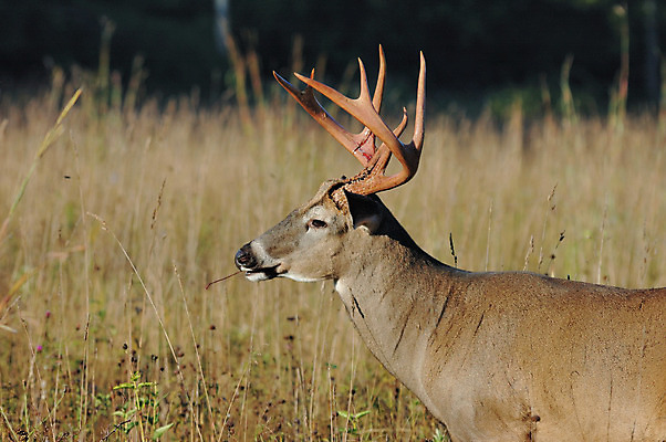 포토 JPG 해외이미지 동물 남자 야생동물 밭 포유류 자연 사슴 뿔 사람없음 야외 달러 해외202004 해외포토 돈 농업 사람 생태계 파일형식 이미지허브