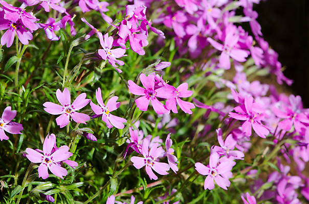 포토 JPG 해외이미지 식물 계절 꽃잎 꽃 분홍색 백그라운드 잎 꽃무늬 자연 벽지 사람없음 야외 장식 초록색 컬러풀 새싹 환경 정원 활발 들꽃 벚꽃 흰색 개화 우아함 선택 자주색 제비꽃 원예 보케 향기 꽃가루 라벤더 강렬 생태학 영원 해외202004 해외포토 교육 컬러 컨셉 무늬 취미 가루 허브 생태계 냄새 파일형식 이미지허브