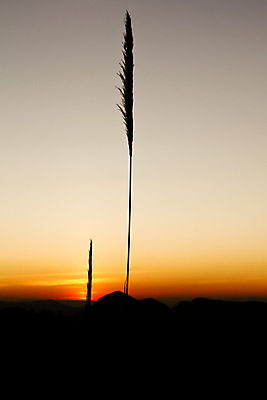포토 JPG 해외이미지 나무 식물 디자인 계절 공원 꽃 실루엣 잎 오렌지 일러스트 태국 자연 하늘 아침 추상 산 미술 풍경 사람없음 야외 그래픽 가로 여름 햇빛 태양 환경 검은색 황혼 일몰 페인트 봄 가을 나뭇가지 뜨거움 땅 조경 윤곽 절정 수평선 해외202004 해외포토 주간 자연요소 공공시설 아시아 컬러 무늬 과일 문화예술 촬영기법 노을 생태계 파일형식 이미지허브