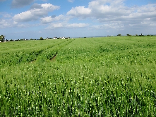 포토 JPG 해외이미지 계절 유럽 밭 농업 자연 풍경 사람없음 여름 농작물 농장 농경지 환경 프랑스 수확 시골 밭일 호밀 목가 해외202004 해외포토 나라 산업 곡류 생태계 파일형식 이미지허브
