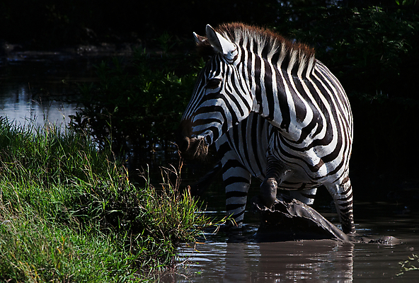 포토 JPG 해외이미지 동물 응시 공원 야생동물 여행 포즈 백그라운드 이동 패턴 포유류 모션 아프리카 자연 초식동물 동물원 사람없음 가로 물 여름 검은색 줄무늬 젖음 흰색 원형 액체 당기기 떨어짐 사파리 질감 얼룩말 동물상 되감기 스플래쉬 해외202004 해외포토 자연요소 도형 시선 계절 공공시설 나라 컬러 컨셉 무늬 조형물 말_동물 생태계 파일형식 이미지허브