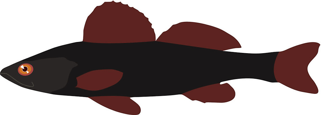 EPS 해외이미지 동물 실루엣 야생동물 선 음식 바다 일러스트 자연 낚시 저울 육류 어류 미술 그래픽 물 빛 검은색 웹 줄무늬 흰색 땅 그림 심플 지느러미 포식 현실 해외202004 해외일러스트 자연요소 컬러 무늬 인터넷 식재료 레저 문화예술 촬영기법 수중동물 생태계 파일형식 벡터 이미지허브