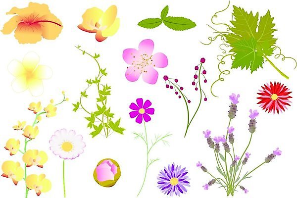 EPS 해외이미지 식물 디자인 꽃잎 꽃 잎 꽃무늬 일러스트 자연 포도 미술 그래픽 봄 벚꽃 난초 민트 허브 코스모스 그림 데이지 아로마 복숭아 향 아이비 아로마테라피 라벤더 히비스커스 해외202004 해외일러스트 계절 무늬 과일 문화예술 생태계 테라피 파일형식 벡터 이미지허브