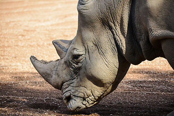 포토 JPG 해외이미지 나무 식물 동물 1 야생동물 잎 신체 포유류 아프리카 자연 초식동물 뿔 서기 사람없음 야외 초록색 환경 회색 흰색 나뭇가지 황무지 위험 큼 방목 사파리 싱글 황소 5 멸종 무거움 코뿔소 남쪽 내추럴 사바나 힘찬 해외202004 해외포토 나라 컬러 컨셉 모션 숫자 소 무게 축산업 크기 방향 생태계 파일형식 이미지허브