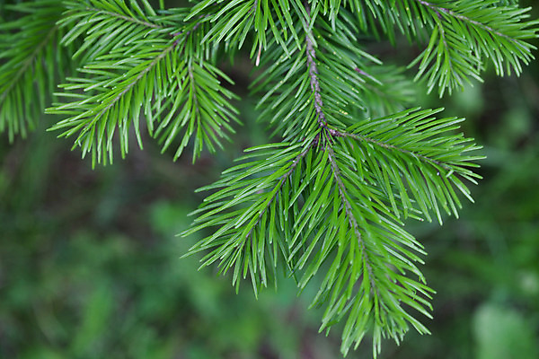 포토 JPG 해외이미지 나무 식물 전통 줄기 잎 크리스마스 비즈니스 자연 왕관 씨앗 풍경 사람없음 야외 목재 크리스마스트리 숲 오브젝트 장면 상록수 침엽수 전나무 원뿔 삼림지대 수목 가문비나무 그리너리 해외202004 해외포토 도형 기념일 재료 생태계 파일형식 트랜드컬러 이미지허브