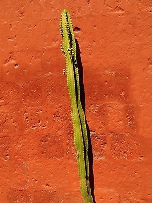 포토 JPG 해외이미지 식물 벽 백그라운드 선인장 건조 사람없음 빨간색 초록색 컬러풀 심볼 수도원 스파이크 페루 해외202004 해외포토 컬러 남아메리카 파일형식 이미지허브