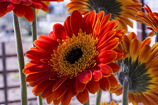 포토 JPG 해외이미지 꽃잎 꽃 분홍색 꽃다발 백그라운드 꽃무늬 자연 발렌타인데이 사람없음 초록색 장미 정원 봄 벚꽃 신선 신용카드 내추럴 해외202004 해외포토 식물 계절 컬러 무늬 데이이벤트 금융 생태계 파일형식 이미지허브