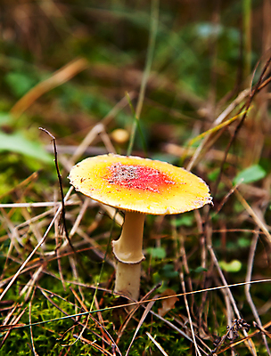 포토 JPG 해외이미지 식물 계절 음식 잎 자연 표면 생물 건강 이끼 사람없음 야외 목재 빨간색 초록색 빛 갈색 노란색 어둠 버섯 성장 가을 흰색 시골 점 숲 작음 그늘 오브젝트 내추럴 곰팡이 그물버섯 독버섯 식용 캡모자 세련 해외202004 해외포토 나무 모자_잡화 컬러 재료 크기 생태계 파일형식 이미지허브