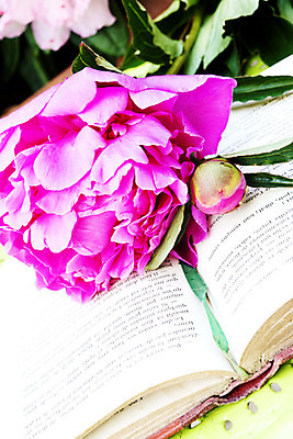 포토 JPG 해외이미지 식물 기념일 꽃잎 꽃 행복 분홍색 꽃다발 백그라운드 잎 패턴 자연 휴가 사람없음 장식 책 꽃병 교사 침묵 봄 벚꽃 흰색 인사 신용카드 개화 우아함 그늘 실크 질감 엽서 문학 작약 해외202004 해외포토 직업 계절 감정 컬러 컨셉 무늬 이벤트 금융 소리 직물 예절 편지 생태계 파일형식 이미지허브