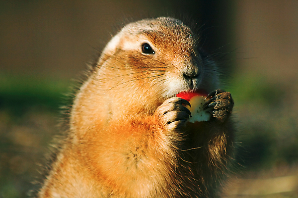 포토 JPG 해외이미지 한마리 열매 야생동물 포유류 들기 사람없음 먹기 프레리도그 해외202004 해외포토 식물 동물 1 모션 파일형식 이미지허브