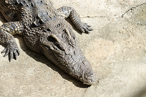 포토 JPG 해외이미지 동물 아시아 길 야생동물 백그라운드 패턴 파충류 아프리카 태국 자연 표면 생물 동물원 저울 사람없음 야외 초록색 물 농장 머리 흰색 신선 오픈 입 거친 황무지 호주 치아 위험 큼 무서움 피부 사냥 육식동물 악어 캄보디아 고립 해외202004 해외포토 자연요소 감정 나라 컬러 컨셉 무늬 농업 신체부위 소화기관 오세아니아 크기 생태계 파일형식 이미지허브