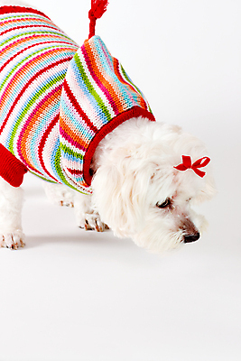 포토 JPG 해외이미지 동물 사람없음 반려동물 줄무늬 개 강아지 작음 테리어 스웨터 코 냄새 주둥이 송곳니 기르기 해외202004 해외포토 상의 무늬 포유류 신체부위 치아 크기 돌봄 파일형식 이미지허브