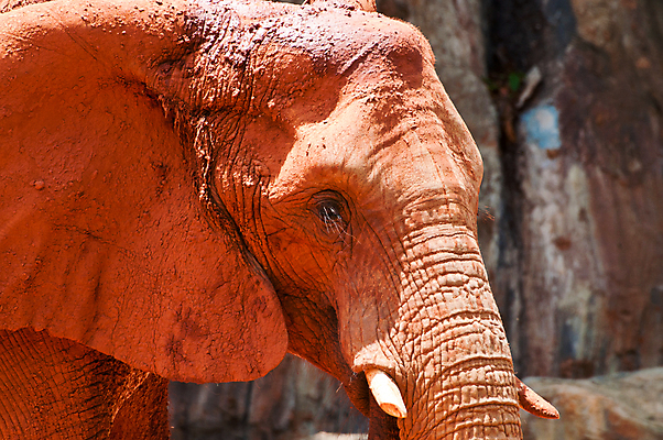 포토 JPG 해외이미지 공원 도로 야생동물 여행 가족 아프리카 청소년 자연 코끼리 사람없음 태양 블록 아기 뜨거움 군중 위험 사파리 엽서 남쪽 전국 해외202004 해외포토 자연요소 동물 공공시설 나라 길 컨셉 포유류 관계 교통시설 사람 편지 방향 생태계 파일형식 이미지허브