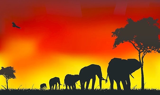 EPS 해외이미지 나무 식물 동물 디자인 실루엣 야생동물 여행 백그라운드 밭 오렌지 일러스트 아프리카 자연 하늘 휴가 미술 풍경 가로 여름 햇빛 태양 노란색 일출 검은색 황혼 일몰 뜨거움 황금 야간 땅 그림 클립 독수리 케냐 해외202004 해외일러스트 자연요소 계절 나라 컬러 농업 과일 조류 문화예술 촬영기법 노을 생태계 파일형식 벡터 이미지허브