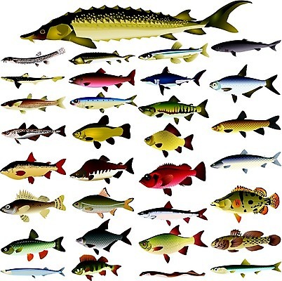 EPS 해외이미지 바다 분홍색 일러스트 낚시 어류 앉기 강 세트 파일럿 수집 북극 무역 도미 낚시꾼 연어 상어 철조망 러시아인 청어 캐비아 해외202004 해외일러스트 서양인 직업 산업 컬러 식재료 모션 레저 수중동물 극지방 파일형식 벡터 이미지허브