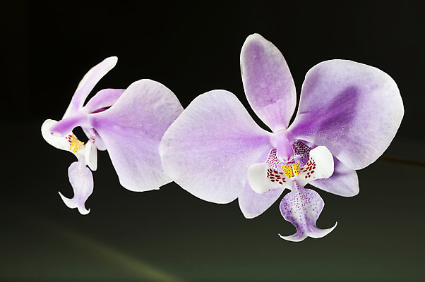 포토 JPG 해외이미지 식물 꽃잎 꽃 잎 꽃무늬 자연 동양인 사람없음 장식 초록색 벚꽃 흰색 신선 순수 고립 해외202004 해외포토 컬러 컨셉 무늬 인종 생태계 파일형식 이미지허브