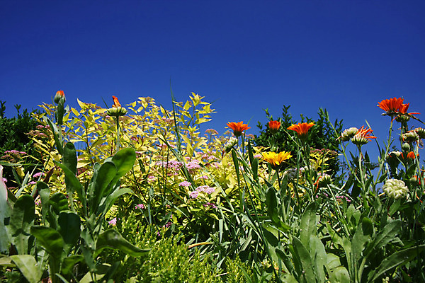 포토 JPG 해외이미지 식물 꽃 밭 오렌지 자연 하늘 풍경 사람없음 야외 장식 초록색 여름 파란색 컬러풀 정원 벚꽃 허브 해외202004 해외포토 계절 컬러 농업 과일 생태계 파일형식 이미지허브