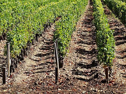 포토 JPG 해외이미지 식물 음식 잎 농업 과일 자연 포도 건강 사람없음 야외 초록색 농작물 농장 환경 와인 프랑스 수확 성장 시골 신선 포도밭 발효 포도나무 질서 양조 줄서기 세련 해외202004 해외포토 유럽 산업 컬러 밭 모션 주류 예절 과일나무 생태계 파일형식 이미지허브