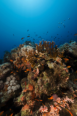 포토 JPG 해외이미지 식물 동물 모래 바다 백그라운드 자연 표면 어류 풍경 사람없음 물 파란색 컬러풀 햇빛 태양 바닷속 수중 광선 산호 아래 장면 암초 깊이 소금물 이국적 침몰 파라다이스 해외202004 해외포토 자연요소 컬러 수중동물 자포동물 방향 생태계 위치 파일형식 이미지허브