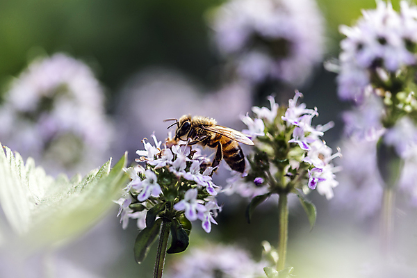포토 JPG 해외이미지 식물 계절 꽃잎 꽃 실루엣 음식 곤충 잎 봄꽃 자연 날씨 사람없음 초록색 파란색 컬러풀 정원 봄 활발 에너지 시골 작업 개화 남색 원예 꽃가루 로즈메리 고립 영양분 해외202004 해외포토 동물 컬러 컨셉 촬영기법 취미 가루 허브 생태계 파일형식 이미지허브