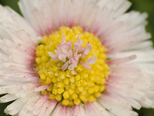 포토 JPG 해외이미지 식물 꽃잎 꽃 사람없음 초록색 컬러풀 꽃가루 자원 해외202004 해외포토 컬러 가루 파일형식 이미지허브