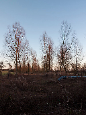 포토 JPG 해외이미지 나무 식물 구름 계절 공원 실루엣 도로 여행 백그라운드 잎 겨울 밭 자연 하늘 풍경 사람없음 야외 목재 초록색 파란색 빛 환경 침묵 봄 가을 나뭇가지 시골 분위기 저녁 숲 싱글 장면 내추럴 벌거벗은 수평선 해외202004 해외포토 자연요소 공공시설 길 컬러 컨셉 농업 재료 교통시설 촬영기법 소리 야간 생태계 파일형식 이미지허브