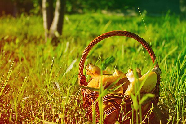 포토 JPG 해외이미지 식물 음식 채소 과일 자연 사람없음 초록색 바구니 정원 버섯 봄 가을 숲 허브 날것 그물버섯 식용 해외202004 해외포토 계절 컬러 생태계 파일형식 이미지허브