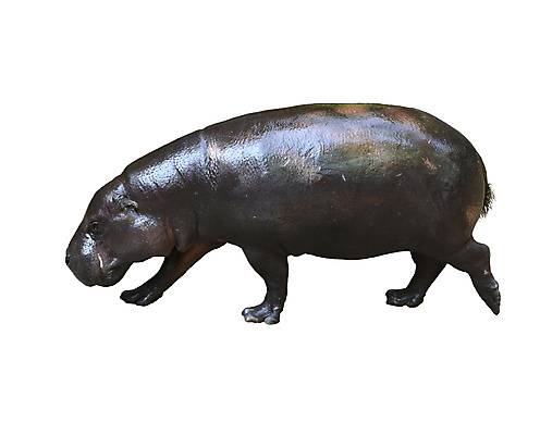 포토 JPG 해외이미지 동물 야생동물 포유류 아프리카 동물원 서기 사람없음 야외 흰색 위험 큼 먹기 사파리 하마 고립 초식 해외202004 해외포토 나라 컬러 컨셉 모션 크기 파일형식 이미지허브