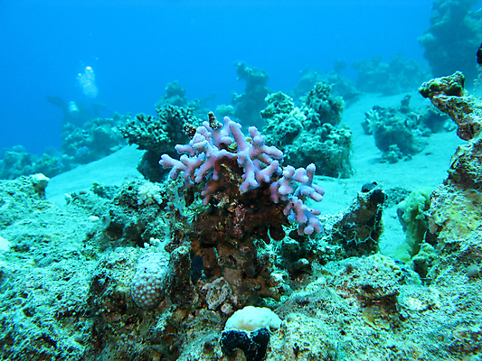 포토 JPG 해외이미지 동물 야생동물 바다 아프리카 자연 이집트 어류 풍경 사람없음 물 파란색 컬러풀 바닷속 수중 거품 호주 잠수부 생태계 인도네시아 태평양 수족관 홍해 인도양 몰디브 카리브해 깊이 소금물 해외202004 해외포토 자연요소 나라 아시아 컬러 수중동물 오세아니아 전문직 파일형식 이미지허브