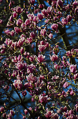 포토 JPG 해외이미지 나무 식물 계절 꽃잎 꽃 분홍색 백그라운드 자연 사람없음 햇빛 태양 정원 맑음 봄 벚꽃 나뭇가지 시간 개화 큼 자주색 과수원 묘사 목련 내추럴 해외202004 해외포토 자연요소 컬러 농업 날씨 크기 생태계 파일형식 이미지허브