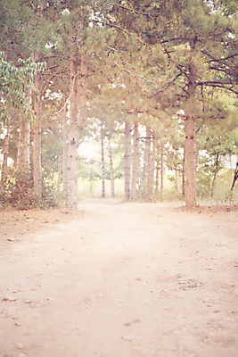 포토 JPG 해외이미지 나무 식물 계절 공원 백그라운드 잎 자국 자연 아침 요정 풍경 사람없음 야외 초록색 여름 빛 햇빛 태양 일출 환경 맑음 어둠 일몰 새벽 안개 가을 나뭇가지 소나무 황무지 숲 신비 장면 상록수 침엽수 노려봄 내추럴 뿌연 삼림지대 흙길 해외202004 해외포토 주간 자연요소 공공시설 길 컬러 컨셉 날씨 표정 노을 흙 생태계 파일형식 이미지허브