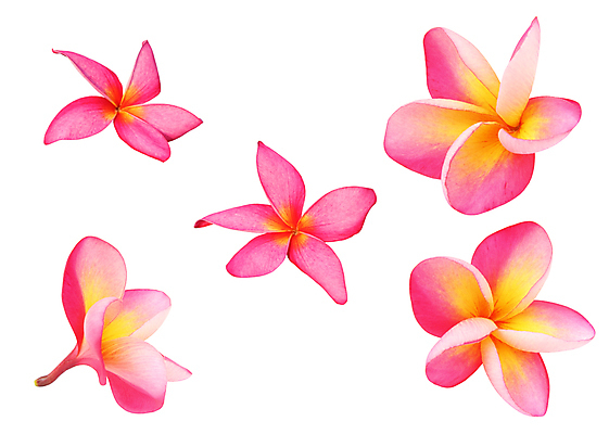 포토 JPG 해외이미지 디자인 꽃잎 꽃 행복 길 백그라운드 꽃무늬 관계 자연 결혼식 휴식 함께함 사람없음 노란색 스파 신혼여행 벚꽃 흰색 축하 인사 자르기 심볼 묘사 오브젝트 하와이 발리 초대 약혼 환영 고립 아열대 엘리먼트 이국적 하와이인 알로하 해외202004 해외포토 외국인 식물 감정 컬러 섬 결혼 컨셉 무늬 모션 미국 예절 생태계 약속 인도네시아 파일형식 이미지허브