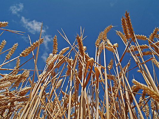 포토 JPG 해외이미지 음식 밭 농업 옥수수 사람없음 야외 농작물 노란색 황금 낟알 시리얼 밭일 숙성 해외202004 해외포토 산업 컬러 곡류 파일형식 이미지허브