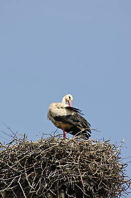포토 JPG 해외이미지 동물 유럽 야생동물 자연 조류 하늘 사람없음 목재 여름 봄 흰색 나뭇가지 아기 둥지 내추럴 황새 해외202004 해외포토 나무 계절 나라 컬러 재료 사람 생태계 파일형식 이미지허브