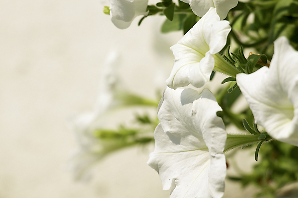 포토 JPG 해외이미지 꽃 자연 사람없음 보라색 흰배경 자연백그라운드 피튜니아 해외202004 해외포토 식물 컬러 백그라운드 흰색 생태계 파일형식 이미지허브