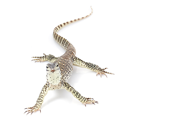 포토 JPG 해외이미지 동물 파충류 자연 생물 사람없음 걷기 모니터 흰색 용 눈금 꼬리 도마뱀 멸종 고립 이국적 해외202004 해외포토 컬러 모션 컴퓨터 생태계 파일형식 이미지허브