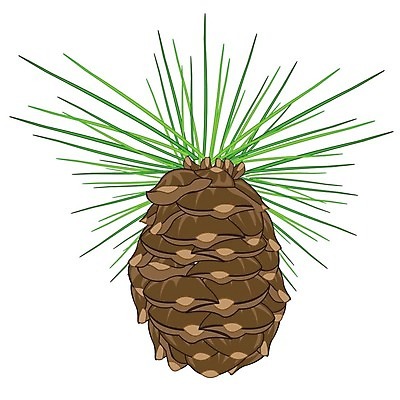 EPS 해외이미지 나무 계절 백그라운드 크리스마스 과일 일러스트 자연 휴가 미술 장식 수확 가을 소나무 12월 심볼 오브젝트 흰배경 침엽수 전나무 삼나무 엘리먼트 가문비나무 해외202004 해외일러스트 식물 기념일 농업 문화예술 흰색 날짜 생태계 파일형식 벡터 이미지허브