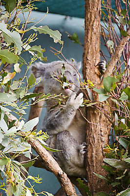 포토 JPG 해외이미지 나무 동물 야생동물 곰 포유류 자연 생물 털 동물원 사람없음 회색 호주 고립 해외202004 해외포토 식물 컬러 오세아니아 생태계 파일형식 이미지허브
