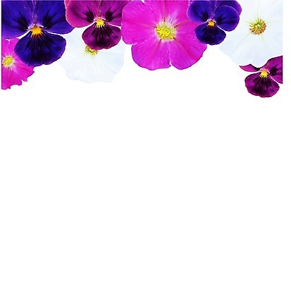 EPS 해외이미지 식물 꽃잎 꽃 백그라운드 꽃무늬 일러스트 프레임 사랑 초록색 여름 파란색 한개 보라색 봄 흰색 신용카드 개화 자르기 제비꽃 오브젝트 흰배경 정사각형 비올라 어머니의날 피튜니아 해외202004 해외일러스트 도형 1 계절 기념일 감정 컬러 무늬 모션 금융 미국문화 파일형식 벡터 찰현악기 이미지허브