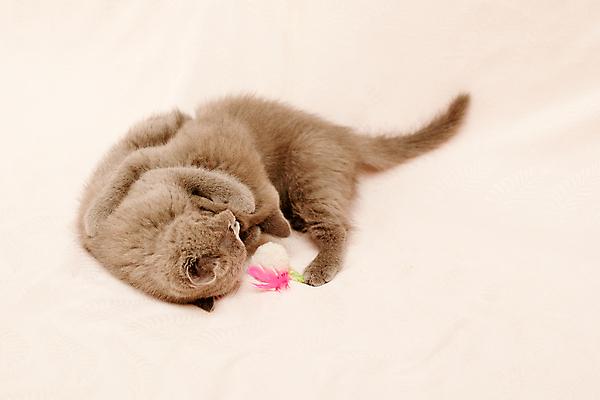 포토 JPG 해외이미지 동물 1 분홍색 포즈 놀이 털 그림자 사람없음 가로 반려동물 고양이 회색 흰색 아기 작음 육식동물 거짓말 해외202004 해외포토 컬러 포유류 사람 크기 파일형식 이미지허브